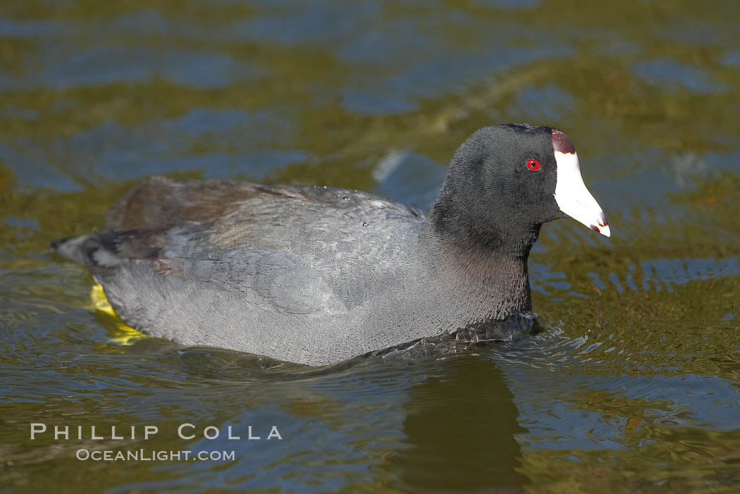 American coot. Santee Lakes, California, USA, Fulica americana, natural history stock photograph, photo id 15741