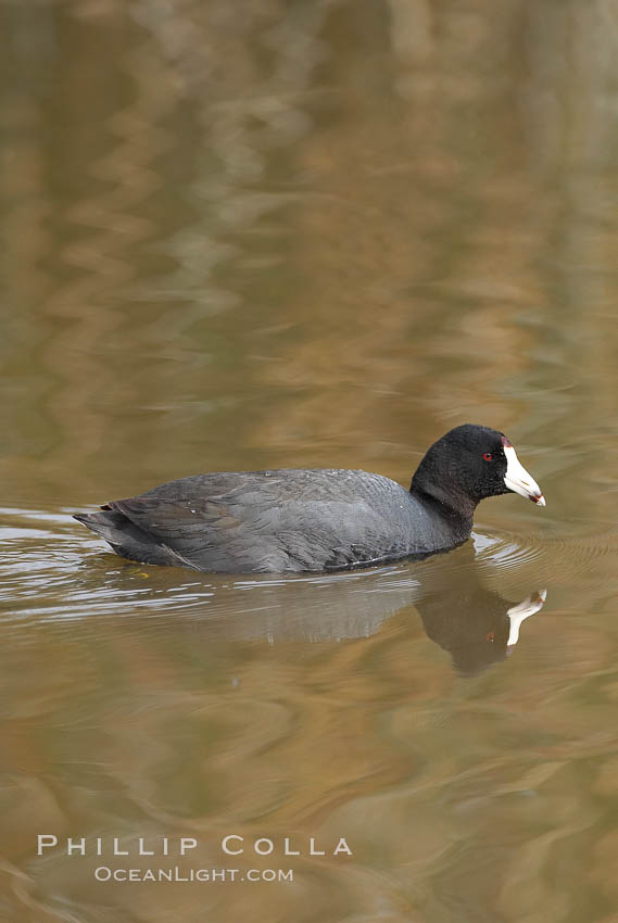 American coot. San Elijo Lagoon, Encinitas, California, USA, Fulica americana, natural history stock photograph, photo id 15743