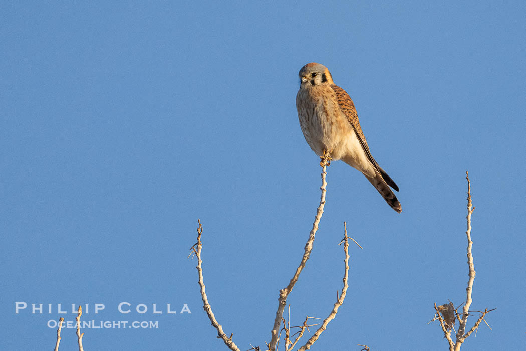 American Kestrel, Falco sparverius, Bosque del Apache National Wildlife Refuge, New Mexico, USA. Socorro, Falco sparverius, natural history stock photograph, photo id 39943