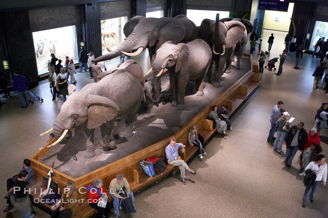 Seen at the American Museum of Natural History. New York City, USA, natural history stock photograph, photo id 11253