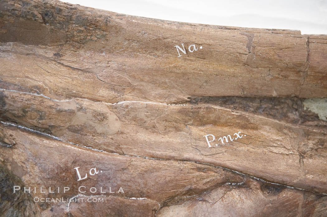 Scientific notations on a fossil, depicting different anatomical features. Seen at the American Museum of Natural History. New York City, USA, natural history stock photograph, photo id 11257