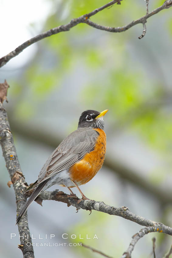 American robin.  Yosemite Valley. Yosemite National Park, California, USA, Turdus migratorius, natural history stock photograph, photo id 12667