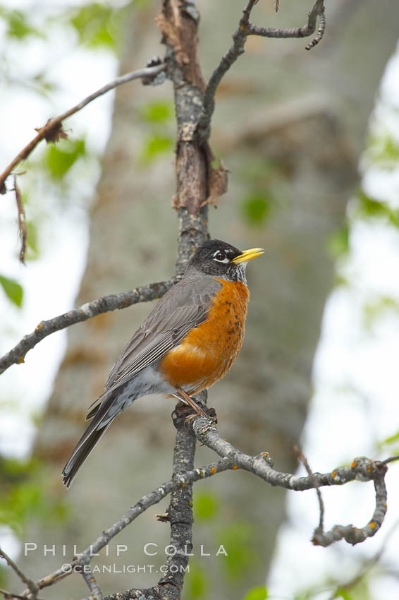 American robin.  Yosemite Valley. Yosemite National Park, California, USA, Turdus migratorius, natural history stock photograph, photo id 12665