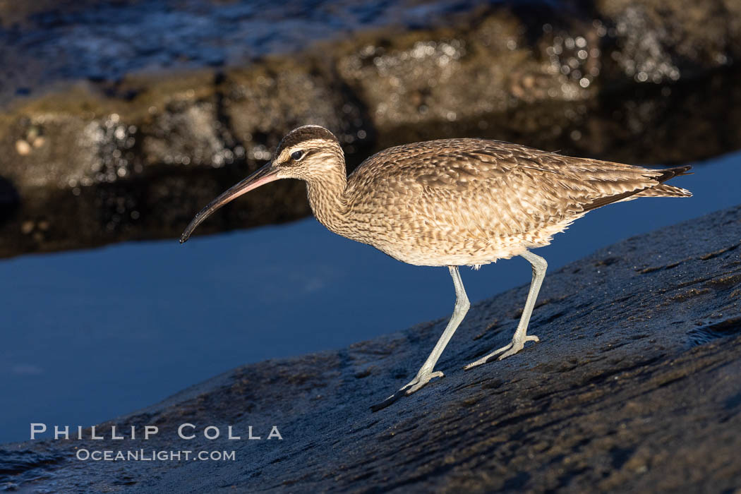 American Whimbrel in tidepool, La Jolla. California, USA, Numenius phaeopus, natural history stock photograph, photo id 37446