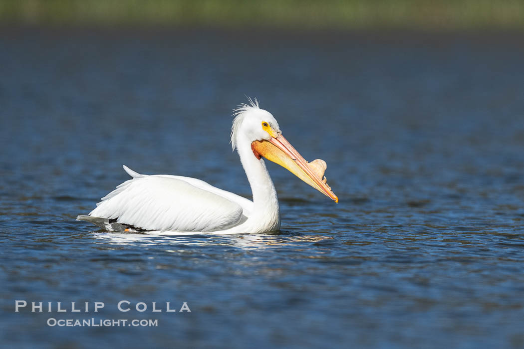American White Pelican, breeding adult with fibrous plate on upper mandible of bill, Lake Wohlford. Escondido, California, USA, Pelecanus erythrorhynchos, natural history stock photograph, photo id 40908