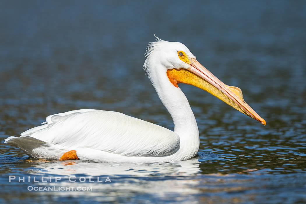 American White Pelican, breeding adult with fibrous plate on upper mandible of bill, Lake Wohlford. Escondido, California, USA, Pelecanus erythrorhynchos, natural history stock photograph, photo id 40907