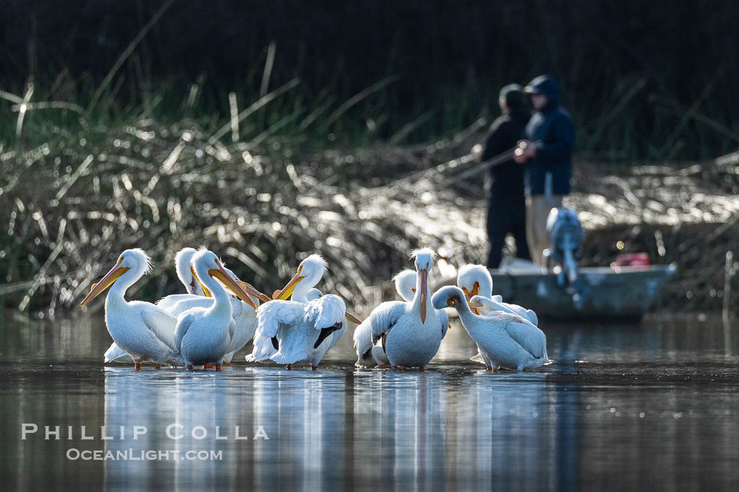 American White Pelicans and Fishermen, Lake Wohlford, Escondido. California, USA, Pelecanus erythrorhynchos, natural history stock photograph, photo id 40909
