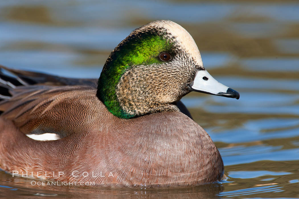 American wigeon, male. Socorro, New Mexico, USA, Anas americana, natural history stock photograph, photo id 26214