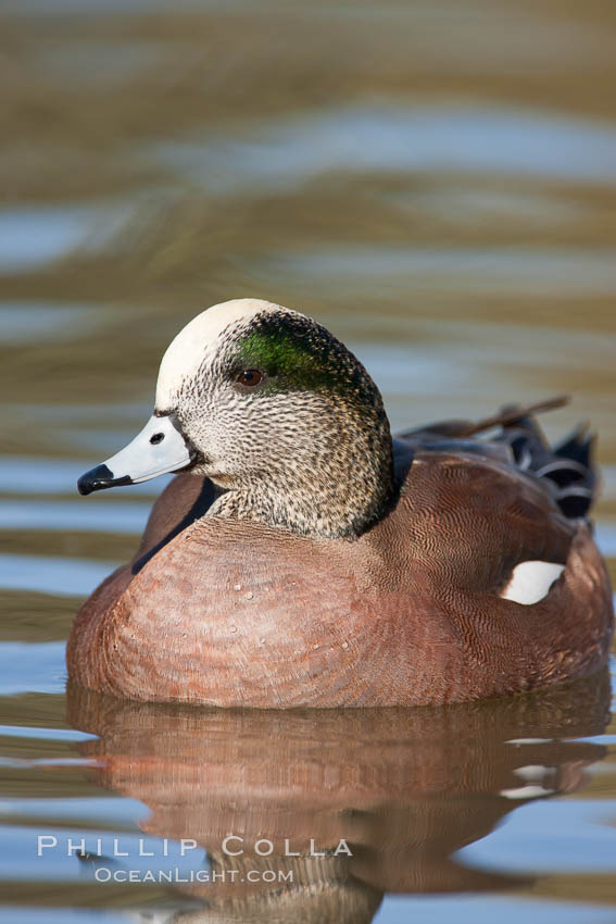 American wigeon, male. Socorro, New Mexico, USA, Anas americana, natural history stock photograph, photo id 26278