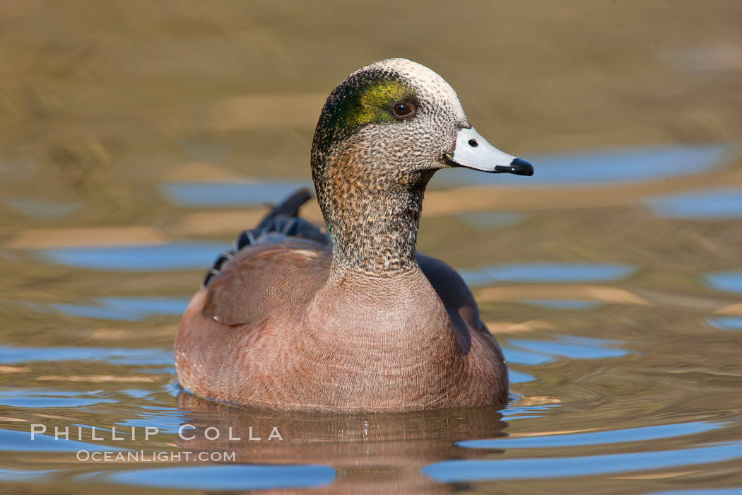 American wigeon, male. Socorro, New Mexico, USA, Anas americana, natural history stock photograph, photo id 26269