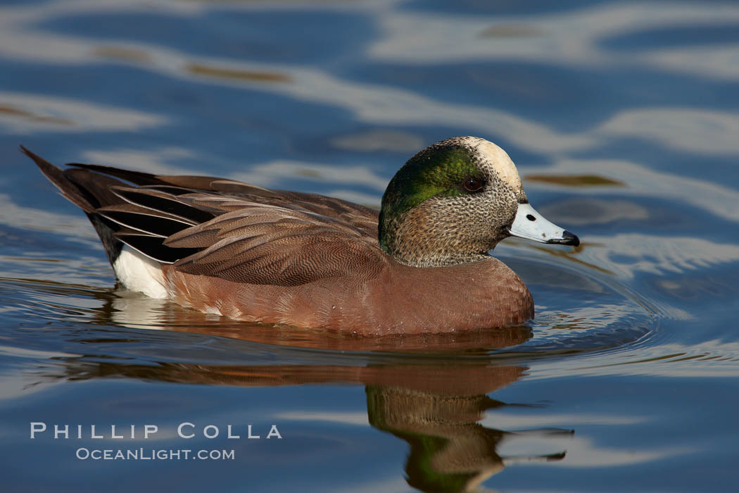 American wigeon, adult breeding plumage. Santee Lakes, California, USA, Anas americana, natural history stock photograph, photo id 23400