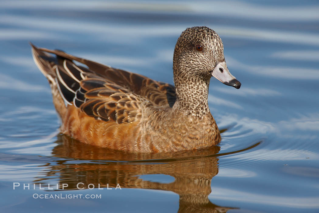 American wigeon, juvenile / nonbreeding plumage. Santee Lakes, California, USA, Anas americana, natural history stock photograph, photo id 23407