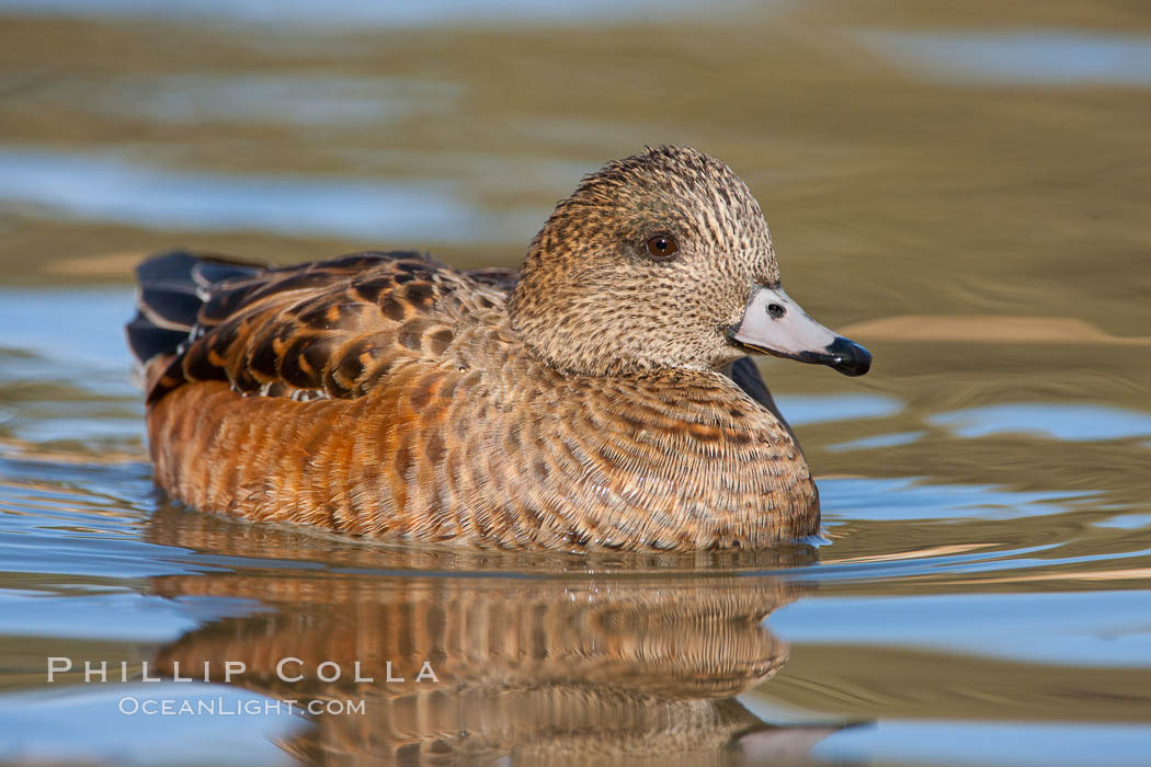 American wigeon, female. Socorro, New Mexico, USA, Anas americana, natural history stock photograph, photo id 26215