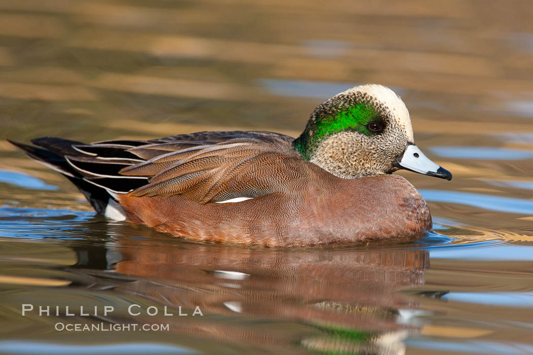 American wigeon, male. Socorro, New Mexico, USA, Anas americana, natural history stock photograph, photo id 26261