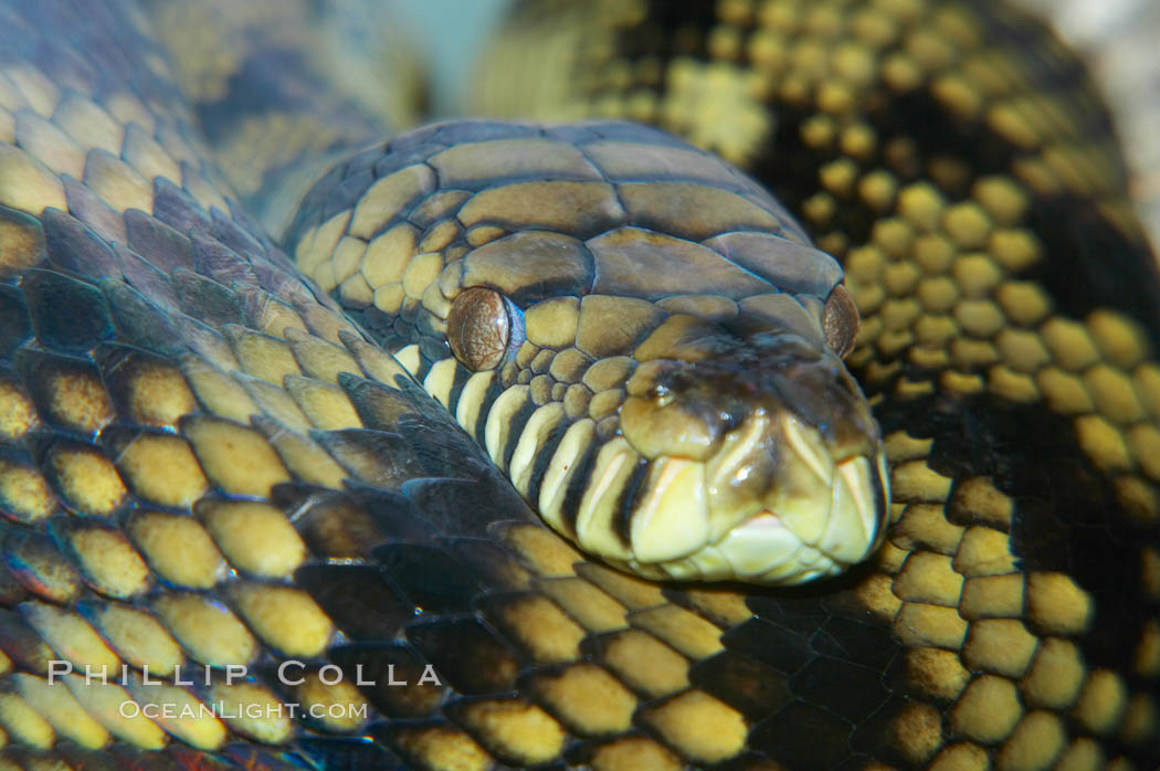 Amethystine python.  The amethystine python is Australias biggest snake.  They are nocturnal and arboreal, inhabiting tropical rainforests, monsoon forests and vine forests., Morelia amethistina, natural history stock photograph, photo id 12570