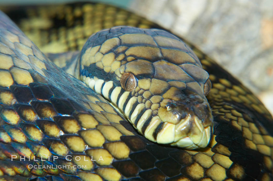 Amethystine python.  The amethystine python is Australias biggest snake.  They are nocturnal and arboreal, inhabiting tropical rainforests, monsoon forests and vine forests., Morelia amethistina, natural history stock photograph, photo id 12567