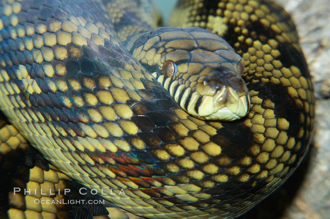 Amethystine python.  The amethystine python is Australias biggest snake.  They are nocturnal and arboreal, inhabiting tropical rainforests, monsoon forests and vine forests., Morelia amethistina, natural history stock photograph, photo id 12569