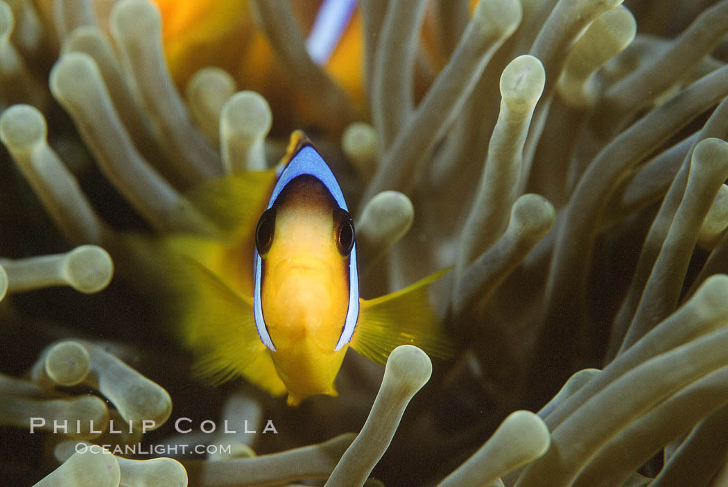 Two band anemonefish. Egyptian Red Sea, Amphiprion bicinctus, natural history stock photograph, photo id 05246