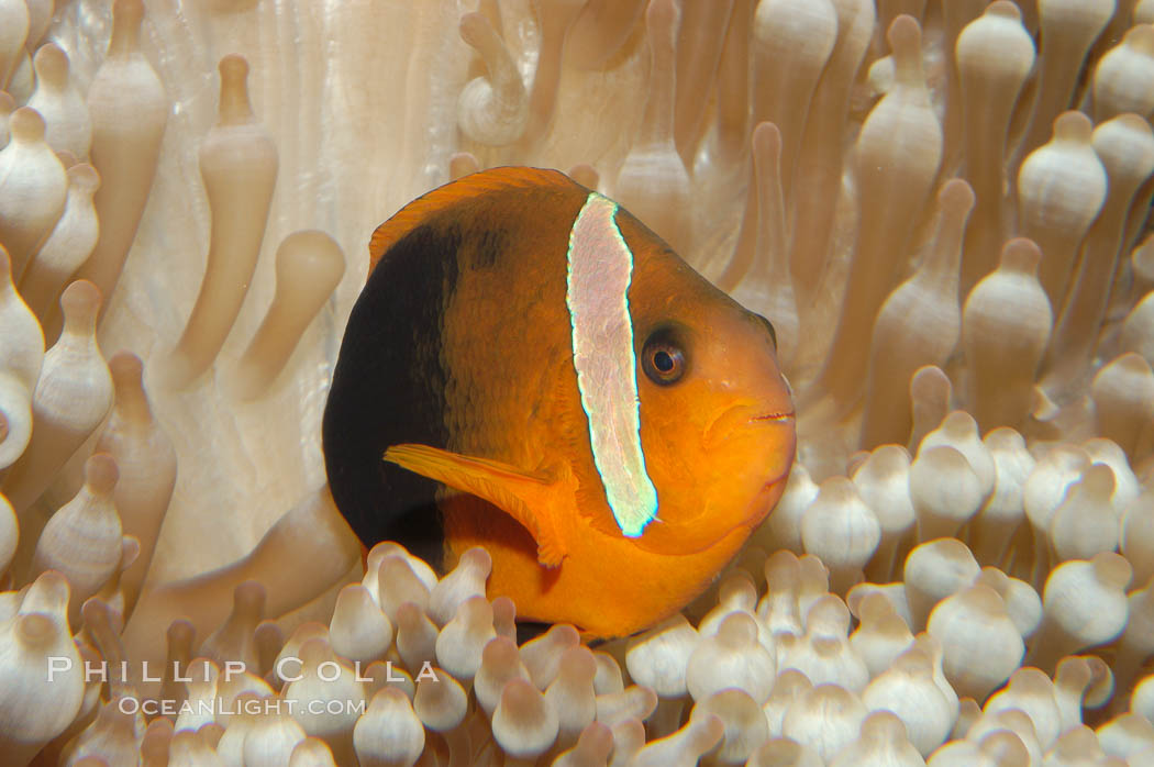 Fire clownfish., Amphiprion melanopus, natural history stock photograph, photo id 08828