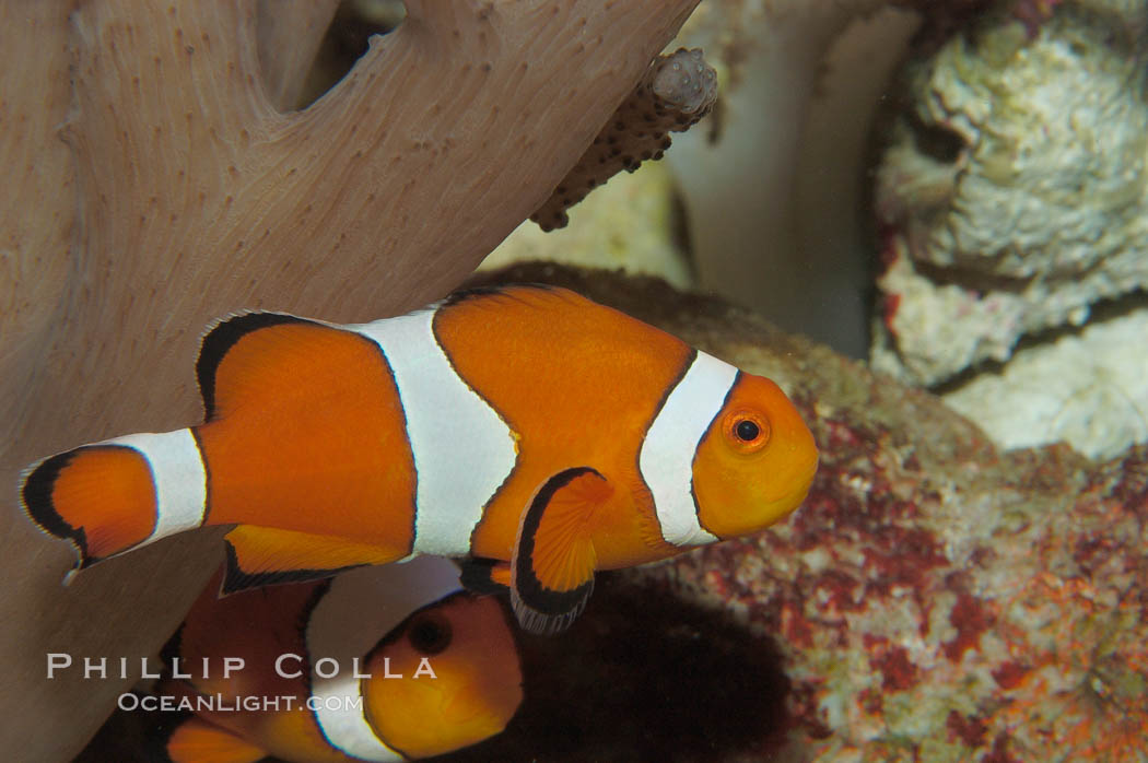 Clown anemonefish., Amphiprion ocellaris, natural history stock photograph, photo id 09233
