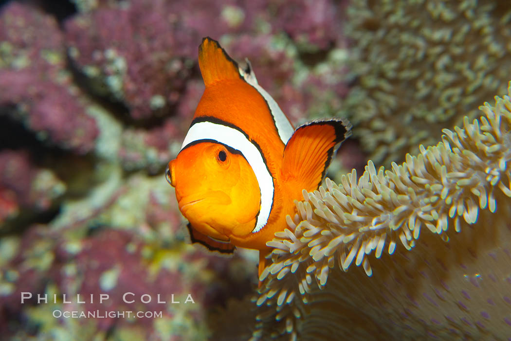 Percula clownfish anemonefish., Amphiprion percula, natural history stock photograph, photo id 13678