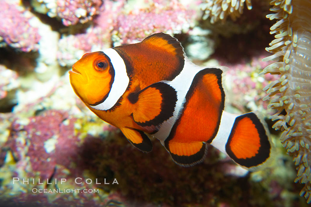 Percula clownfish anemonefish., Amphiprion percula, natural history stock photograph, photo id 13675