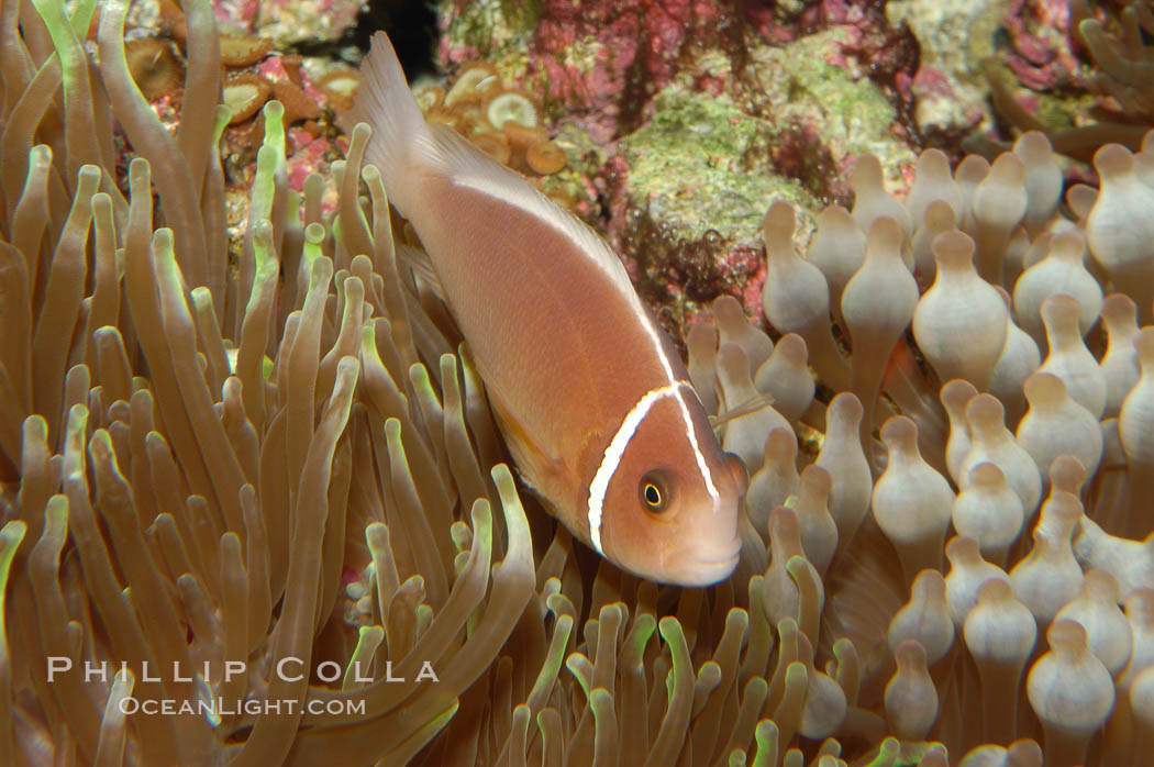 Pink anemonefish., Amphiprion perideraion, natural history stock photograph, photo id 08822