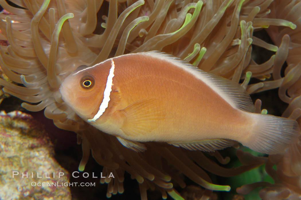 Pink anemonefish., Amphiprion perideraion, natural history stock photograph, photo id 08819