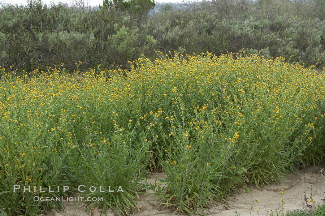 Ranchers fiddleneck, also known as common fiddleneck, blooms in spring. San Elijo Lagoon, Encinitas, California, USA, Amsinckia menziesii, natural history stock photograph, photo id 11655