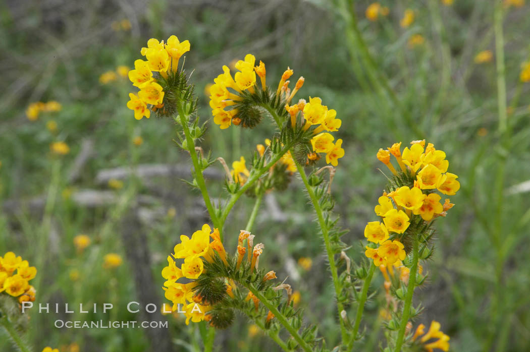 Ranchers fiddleneck, also known as common fiddleneck, blooms in spring. San Elijo Lagoon, Encinitas, California, USA, Amsinckia menziesii, natural history stock photograph, photo id 11649