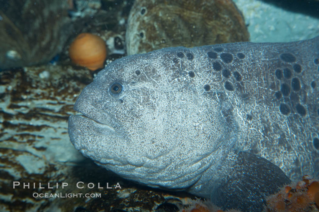 Wolf eel, although similar in shape to eels, is cartilaginous and not a true fish.  Its powerful jaws can crush invertibrates, such as spiny sea urchins.  It can grow to 6 feet (2m) in length., Anarrhichthys ocellatus, natural history stock photograph, photo id 11847