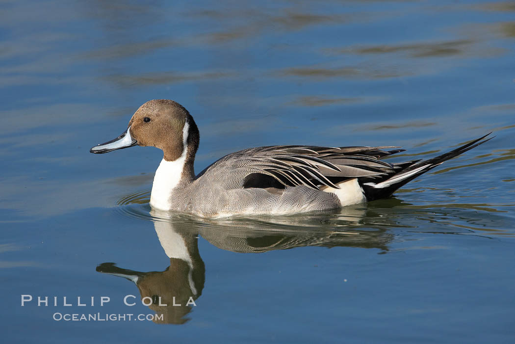 Northern pintail, male. Upper Newport Bay Ecological Reserve, Newport Beach, California, USA, Anas acuta, natural history stock photograph, photo id 15711