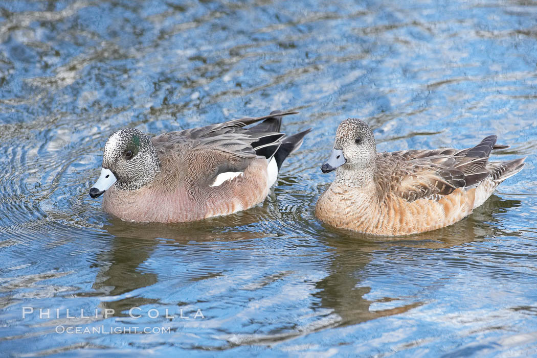 American wigeon, male (left) and female (right). Santee Lakes, California, USA, Anas americana, natural history stock photograph, photo id 15742