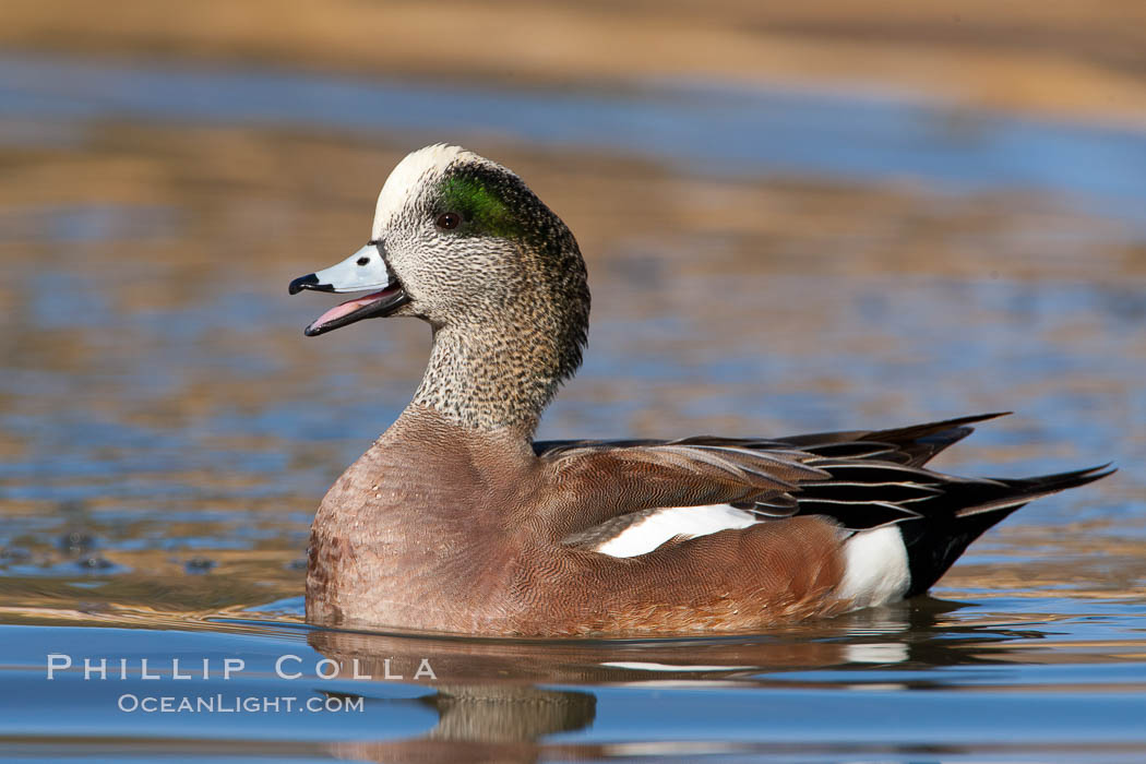 American wigeon, male. Socorro, New Mexico, USA, Anas americana, natural history stock photograph, photo id 26242