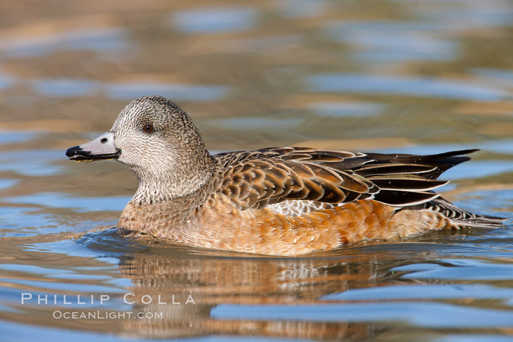 American wigeon, female. Socorro, New Mexico, USA, Anas americana, natural history stock photograph, photo id 26258