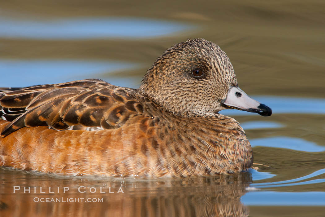 American wigeon, female. Socorro, New Mexico, USA, Anas americana, natural history stock photograph, photo id 26262