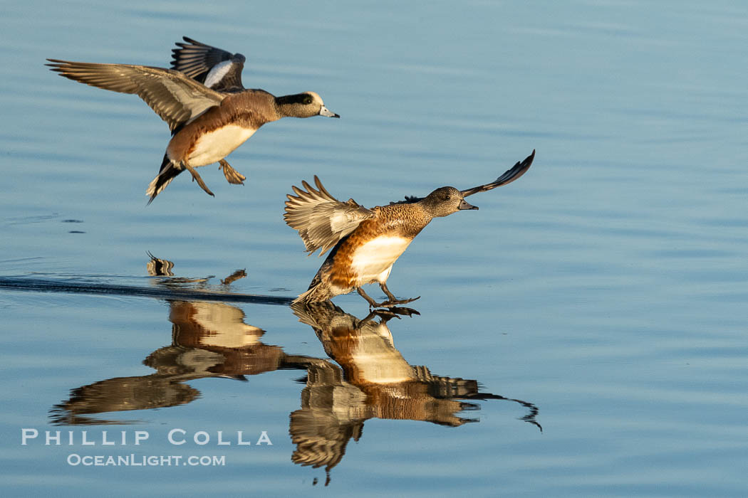 American wigeon, Anas americana, male and female landing on water. Bolsa Chica State Ecological Reserve, Huntington Beach, California, USA, Anas americana, natural history stock photograph, photo id 40025