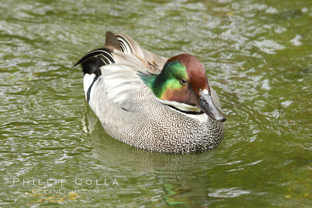 Falcated teal., Anas falcata, natural history stock photograph, photo id 12531