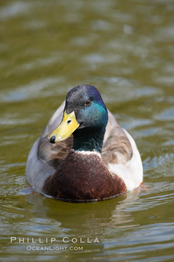 Mallard, male. Santee Lakes, California, USA, Anas platyrhynchos, natural history stock photograph, photo id 15714