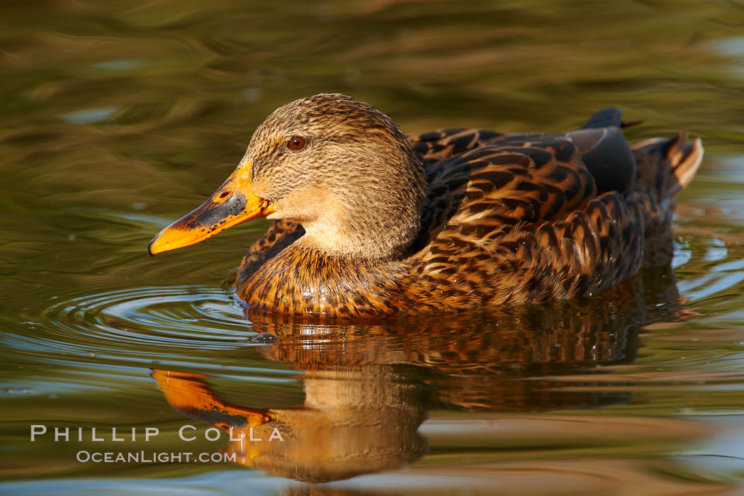 Mallard, female. Santee Lakes, California, USA, Anas platyrhynchos, natural history stock photograph, photo id 23415