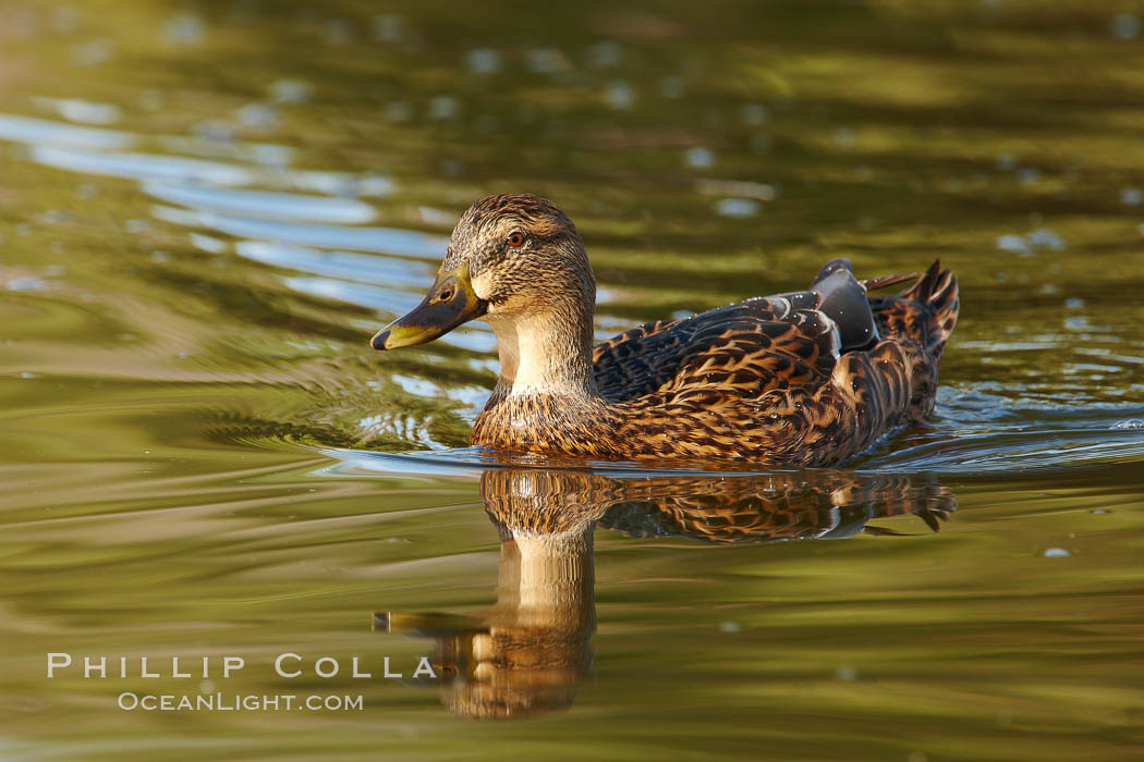 Mallard, female. Santee Lakes, California, USA, Anas platyrhynchos, natural history stock photograph, photo id 23409