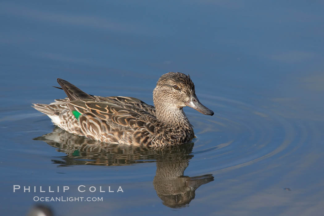 Teal, female, likely blue-winged teal (Anas discors) or green-winged teal (Anas crecca). Upper Newport Bay Ecological Reserve, Newport Beach, California, USA, Anas, natural history stock photograph, photo id 15734