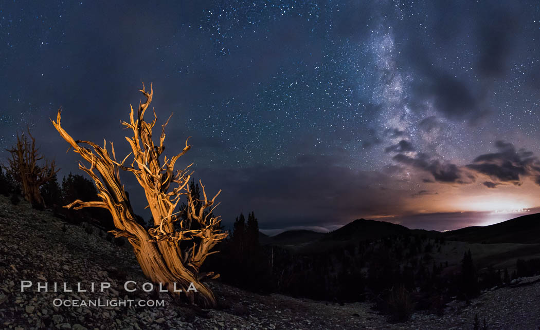 Ancient Bristlecone Pine Tree at night, stars and the Milky Way galaxy visible in the evening sky, near Patriarch Grove. Ancient Bristlecone Pine Forest, White Mountains, Inyo National Forest, California, USA, Pinus longaeva, natural history stock photograph, photo id 28782