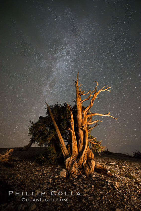 Ancient Bristlecone Pine Tree at night, stars and the Milky Way galaxy visible in the evening sky, near Patriarch Grove. Ancient Bristlecone Pine Forest, White Mountains, Inyo National Forest, California, USA, Pinus longaeva, natural history stock photograph, photo id 28784