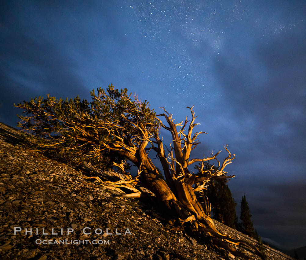 Ancient Bristlecone Pine Tree at night, stars and the Milky Way galaxy visible in the evening sky, near Patriarch Grove. Ancient Bristlecone Pine Forest, White Mountains, Inyo National Forest, California, USA, Pinus longaeva, natural history stock photograph, photo id 28783