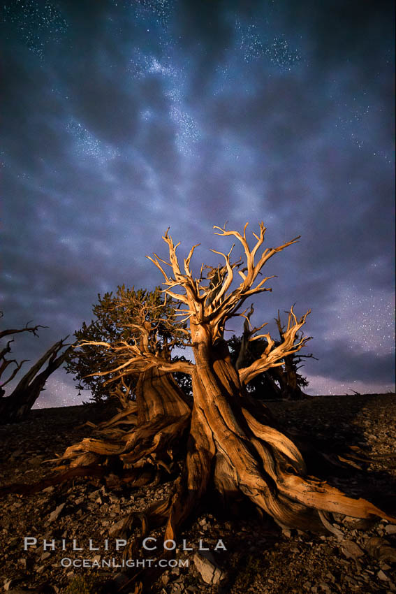 Ancient Bristlecone Pine Tree at night, stars and the Milky Way galaxy visible in the evening sky, near Patriarch Grove. Ancient Bristlecone Pine Forest, White Mountains, Inyo National Forest, California, USA, Pinus longaeva, natural history stock photograph, photo id 28785