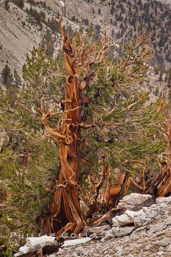 Ancient bristlecone pine tree, rising from arid, dolomite-rich slopes of the Patriarch Grove in the White Mountains at an elevation of 11,000 above sea level. White Mountains, Inyo National Forest, California, USA, natural history stock photograph, photo id 26988