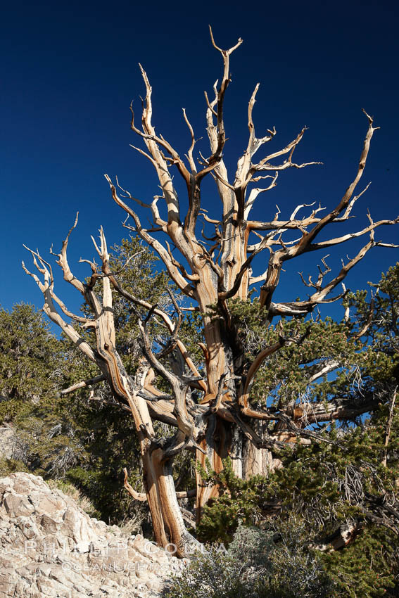 Ancient bristlecone pine tree, rising above the arid, dolomite-rich slopes of the Schulman Grove in the White Mountains at an elevation of 9500 above sea level, along the Methuselah Walk.  The oldest bristlecone pines in the world are found in the Schulman Grove, some of them over 4700 years old. Ancient Bristlecone Pine Forest. White Mountains, Inyo National Forest, California, USA, Pinus longaeva, natural history stock photograph, photo id 23235