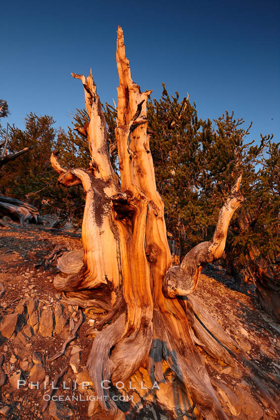 Ancient bristlecone pine tree, rising above the arid, dolomite-rich slopes of the Schulman Grove in the White Mountains at an elevation of 9500 above sea level, along the Methuselah Walk.  The oldest bristlecone pines in the world are found in the Schulman Grove, some of them over 4700 years old. Ancient Bristlecone Pine Forest. White Mountains, Inyo National Forest, California, USA, Pinus longaeva, natural history stock photograph, photo id 23233