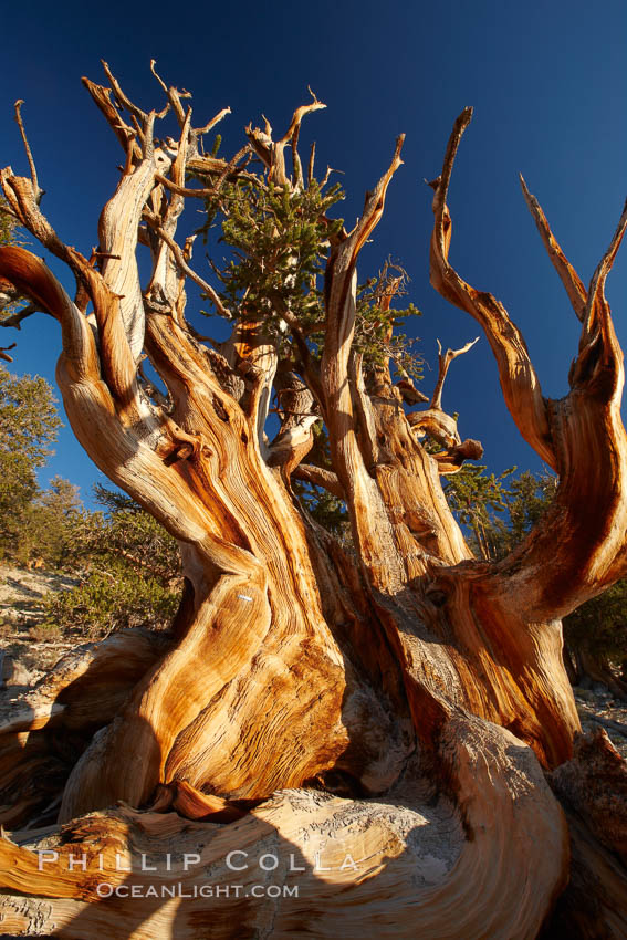 Ancient bristlecone pine tree, rising above the arid, dolomite-rich slopes of the Schulman Grove in the White Mountains at an elevation of 9500 above sea level, along the Methuselah Walk.  The oldest bristlecone pines in the world are found in the Schulman Grove, some of them over 4700 years old. Ancient Bristlecone Pine Forest. White Mountains, Inyo National Forest, California, USA, Pinus longaeva, natural history stock photograph, photo id 23237